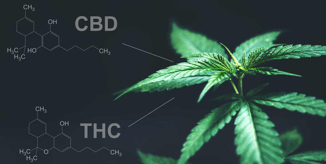 CBD Lube vs THC Lube: Which One Suits You Best?