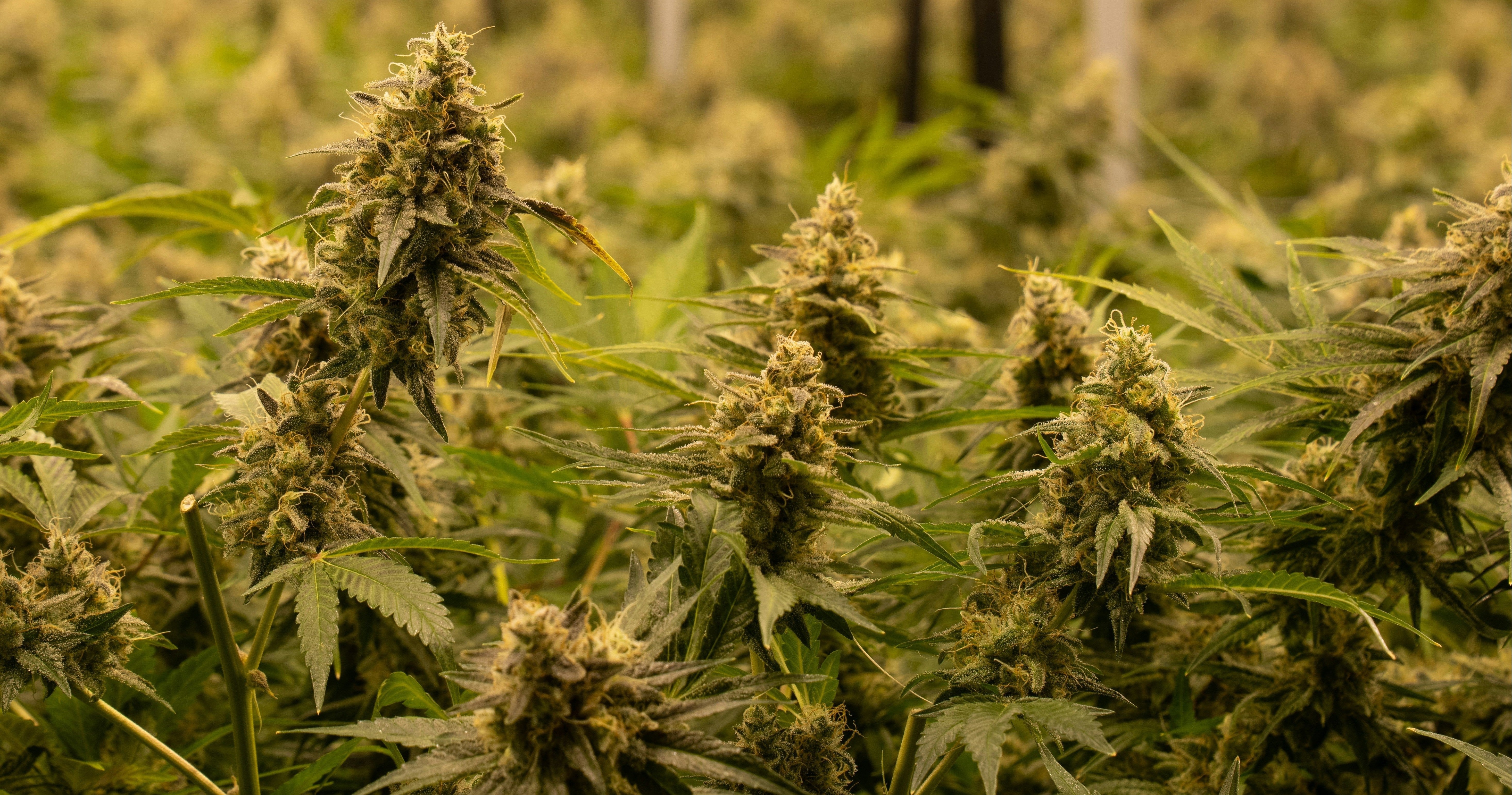 THC Lube: What It Is, How It Works: Where to Buy
