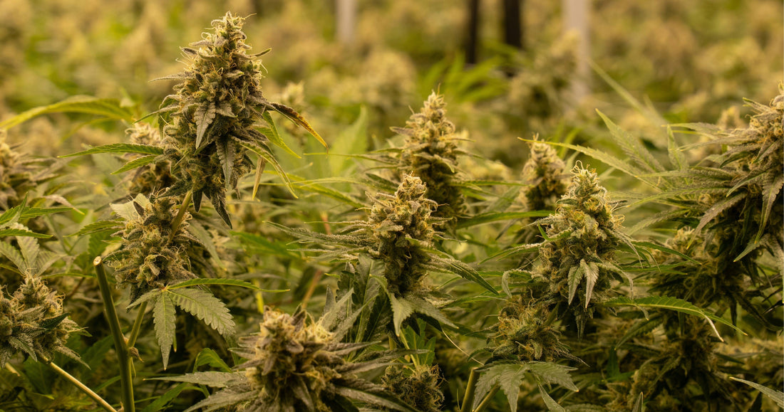 THC Lube: What It Is, How It Works: Where to Buy