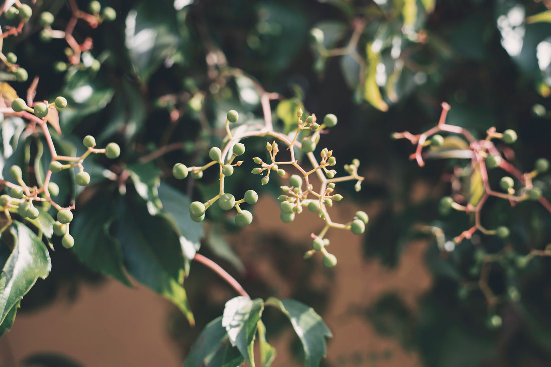 Benefits of Plant-Based Intimate Products: 3 Best Items to Go All-Natural With